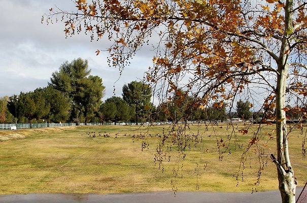 SOCCER-Pierce College-Woodland Hills-Pending Clearance